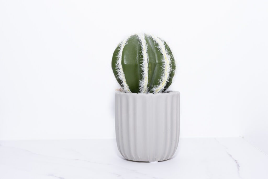 Acne scarring treatment image of a cactus inside be laser and skin care clinic taunton